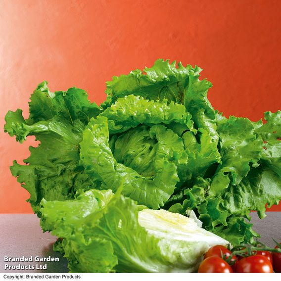 Lettuce 'Webbs Wonderful' (Iceberg/Crisphead) - Seeds