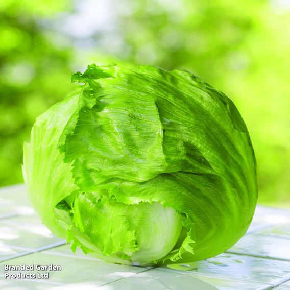 Lettuce 'Webbs Wonderful' (Iceberg/Crisphead) - Seeds