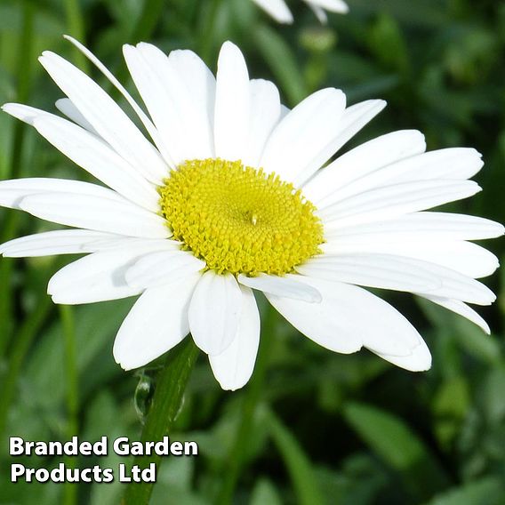 Shasta Daisy 'Becky'