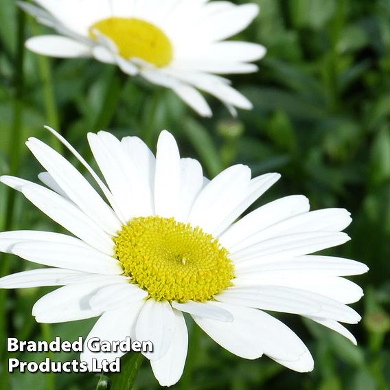 Shasta Daisy 'Becky'