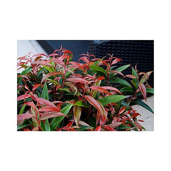 Leucothoe keiskei 'Burning Love'