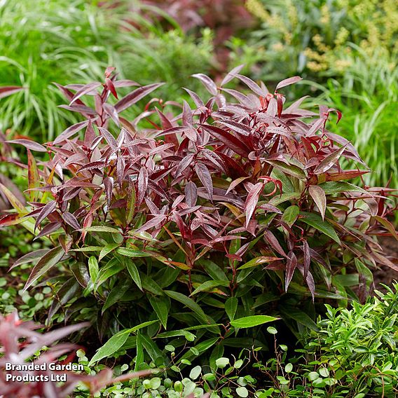 Leucothoe keiskei 'Burning Love'