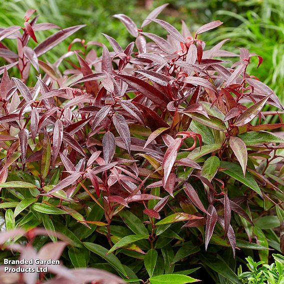 Leucothoe keiskei 'Burning Love'