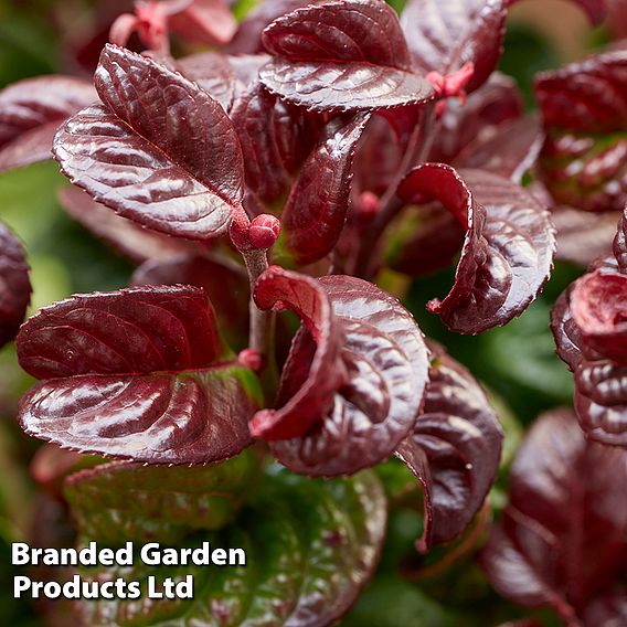 Leucothoe axillaris 'Curly Red'