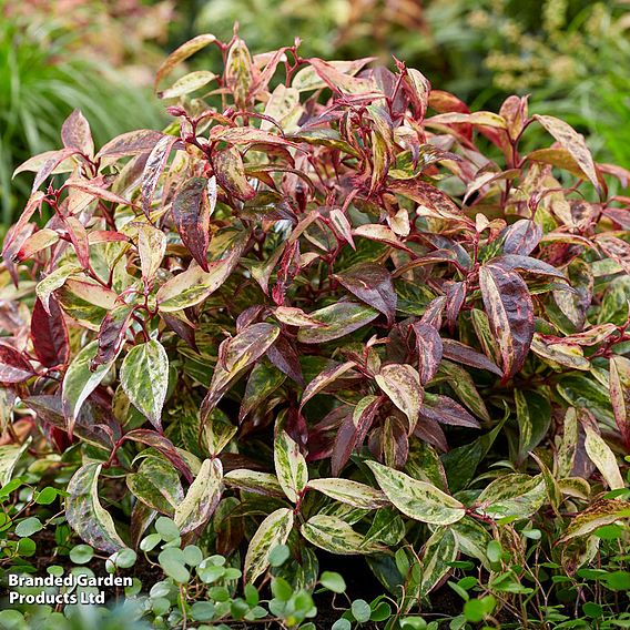 Leucothoe fontanesiana 'Makijaz'