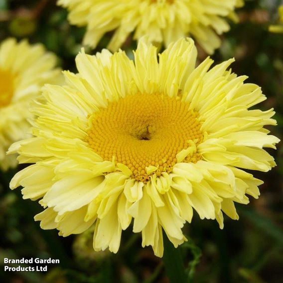 Leucanthemum 'Real Gold Cup'