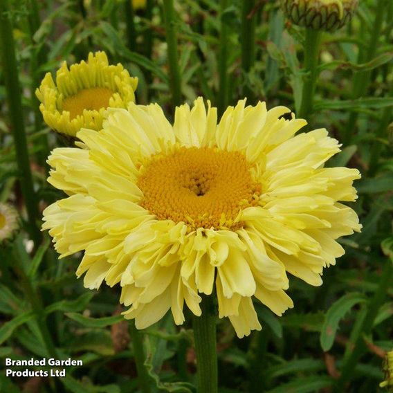 Leucanthemum 'Real Gold Cup'