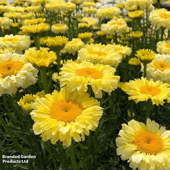 Leucanthemum 'Real Gold Cup'