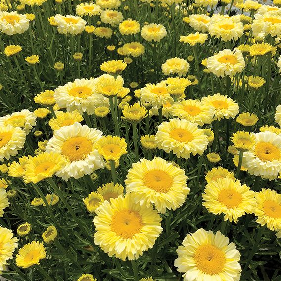 Leucanthemum 'Real Gold Cup'