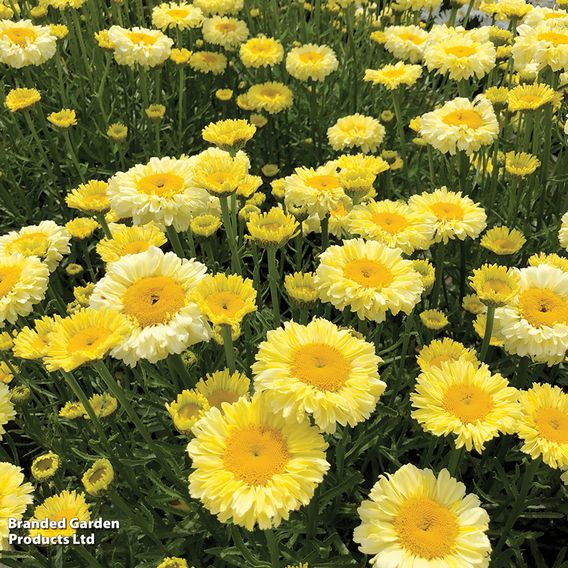 Leucanthemum 'Real Gold Cup'