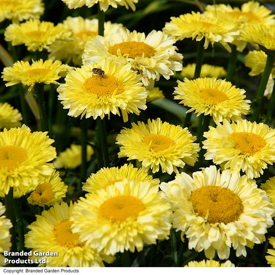 Leucanthemum 'Real Gold Cup'