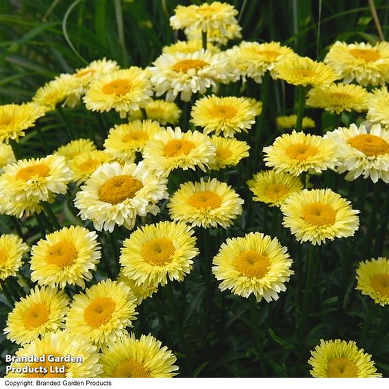 Leucanthemum 'Real Gold Cup'