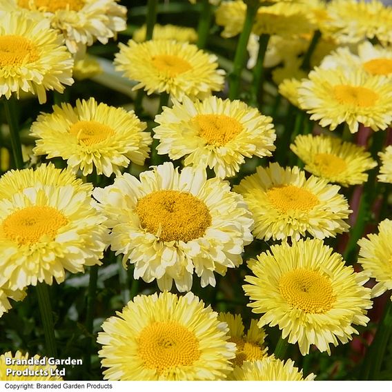 Leucanthemum 'Real Gold Cup'