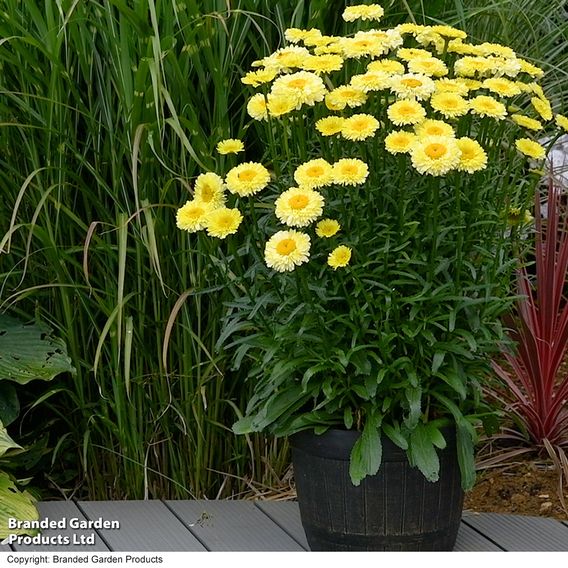 Leucanthemum 'Real Gold Cup'