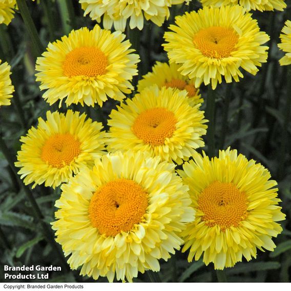 Leucanthemum 'Real Gold Cup'