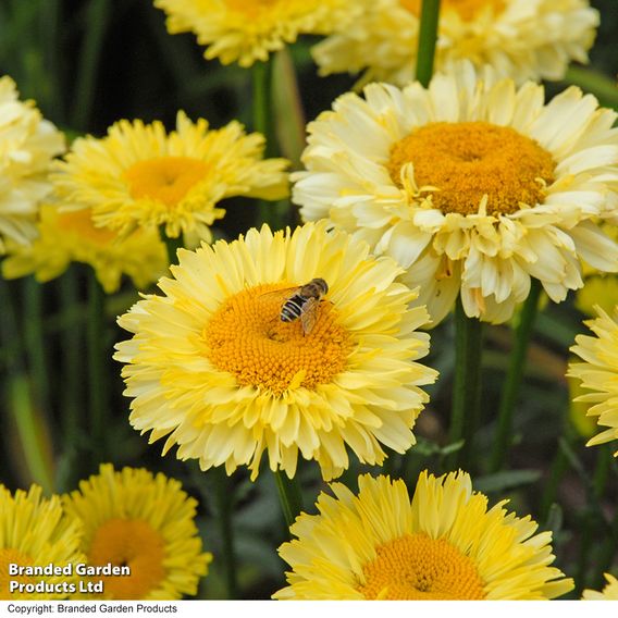 Leucanthemum 'Real Gold Cup'