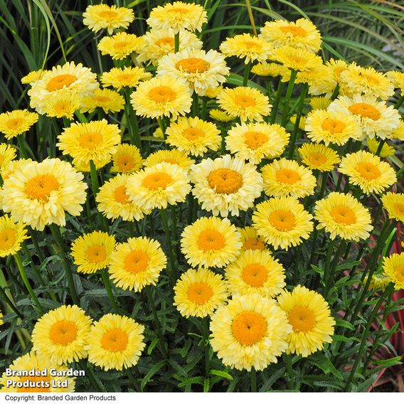 Leucanthemum 'Real Gold Cup'