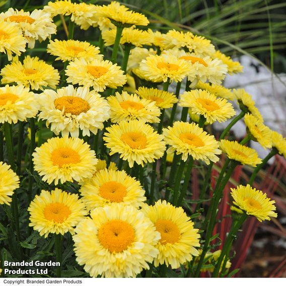 Leucanthemum 'Real Gold Cup'