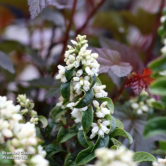 Leucothoe axillaris 'Twisting Red'