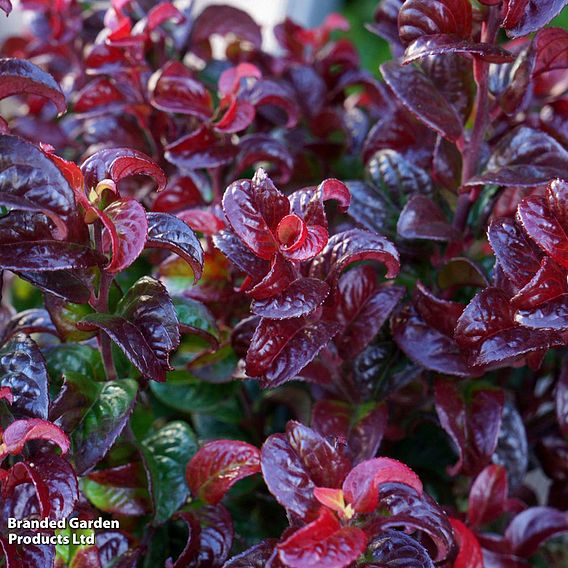 Leucothoe axillaris 'Twisting Red'