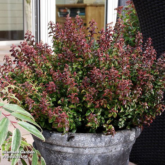 Leucothoe axillaris 'Twisting Red'