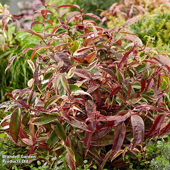 Leucothoe fontanesiana 'Whitewater'