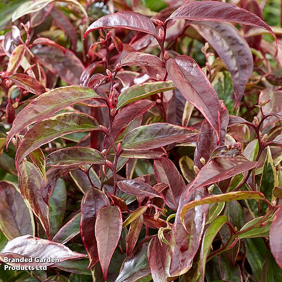 Leucothoe fontanesiana 'Whitewater'