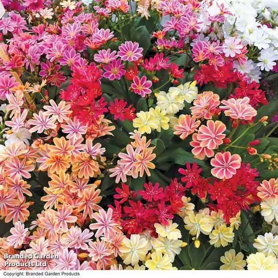 Lewisia cotyledon 'Elise Mixed' - Seeds