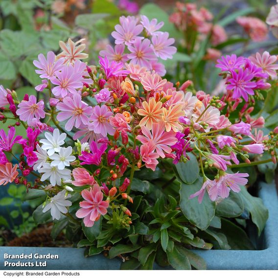 Lewisia cotyledon 'Elise Mixed' - Seeds