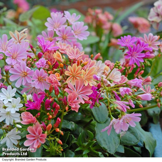 Lewisia cotyledon 'Elise Mixed' - Seeds