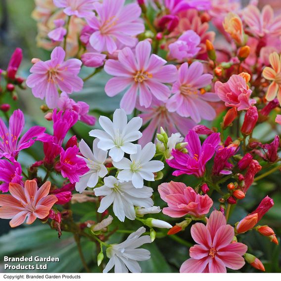 Lewisia cotyledon 'Elise Mixed' - Seeds