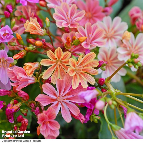 Lewisia cotyledon 'Elise Mixed' - Seeds