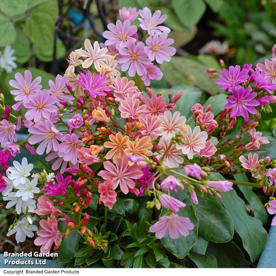 Lewisia cotyledon 'Elise Mixed' - Seeds