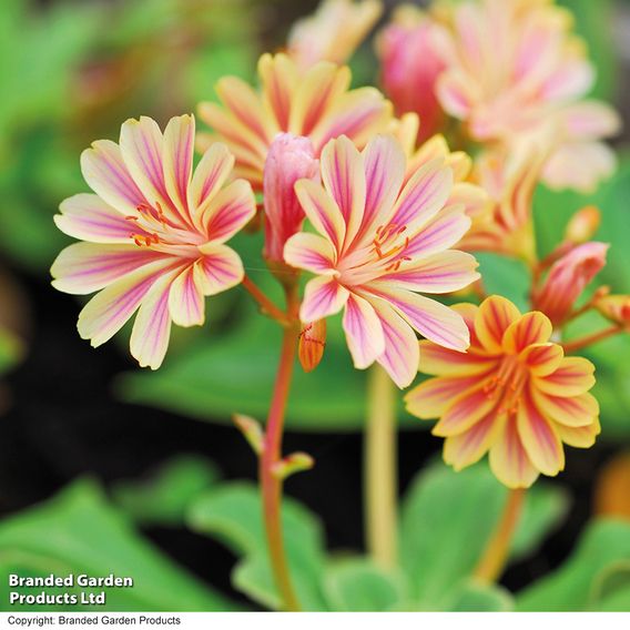 Lewisia cotyledon 'Elise Mixed' - Seeds