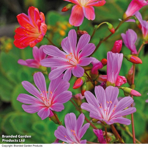 Lewisia cotyledon 'Elise Mixed' - Seeds