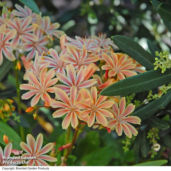 Lewisia cotyledon 'Elise Mixed' - Seeds