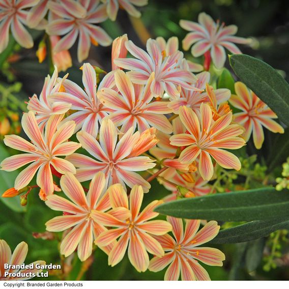 Lewisia cotyledon 'Elise Mixed' - Seeds