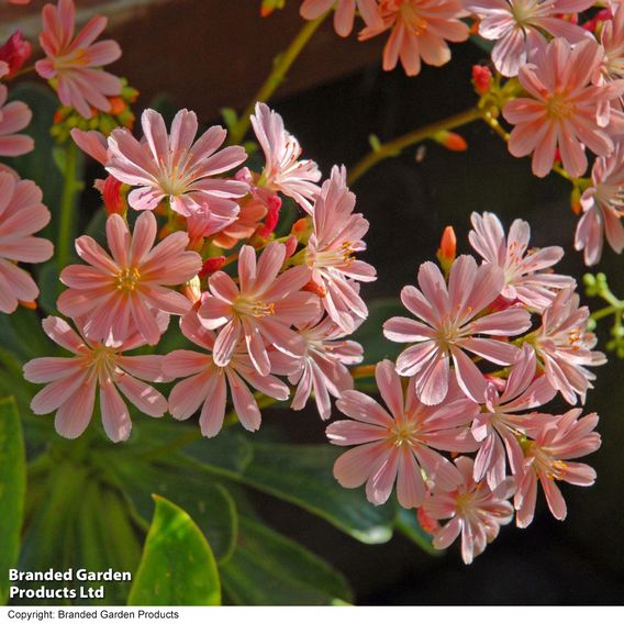 Lewisia cotyledon 'Elise Mixed' - Seeds