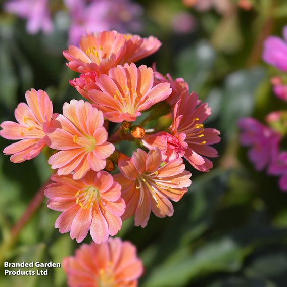 Lewisia cotyledon 'Mountain Dreams'