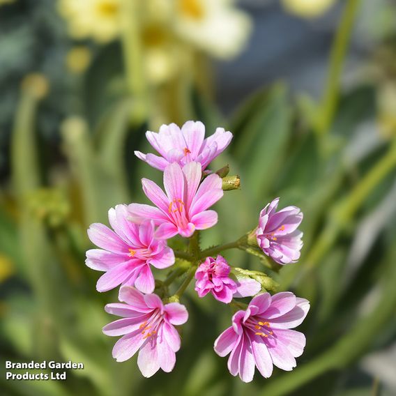 Lewisia cotyledon 'Mountain Dreams'