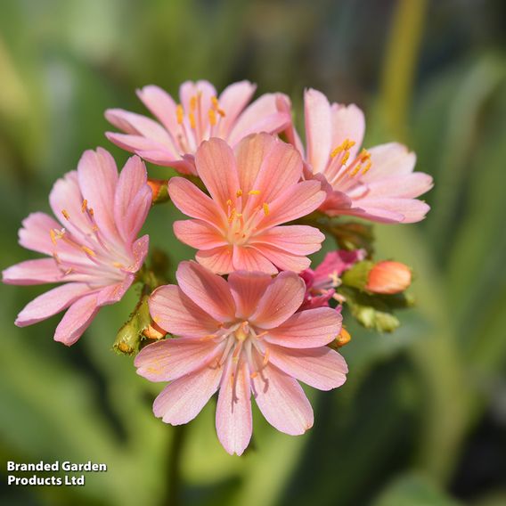 Lewisia cotyledon 'Mountain Dreams'