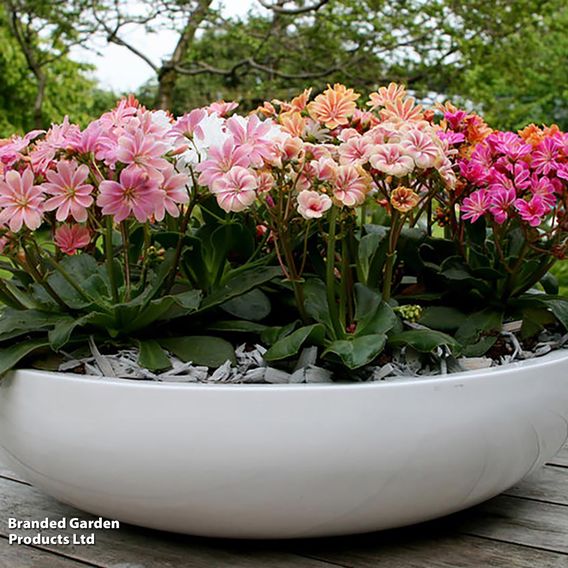 Lewisia cotyledon 'Mountain Dreams'