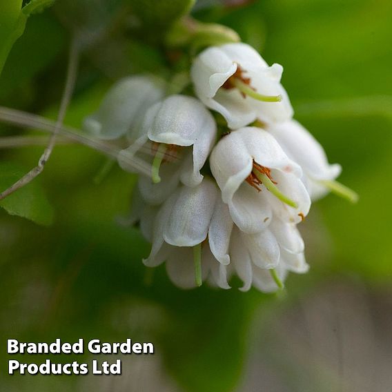 Lingonberry 'Ida'