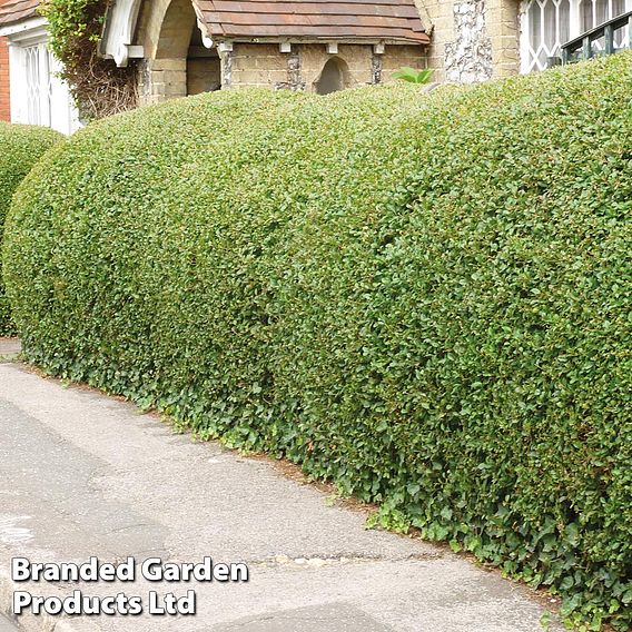 Ligustrum ovalifolium