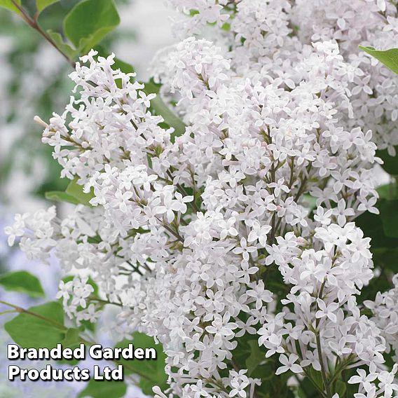 Lilac Dwarf 'Flowerfesta® White'