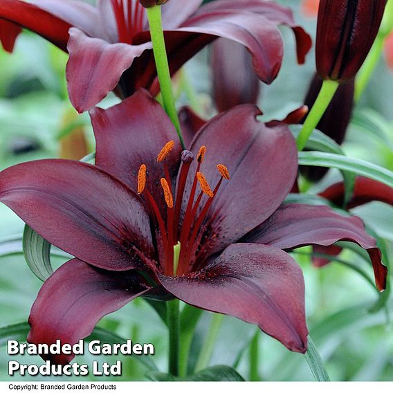 Lily 'Black Jewel'