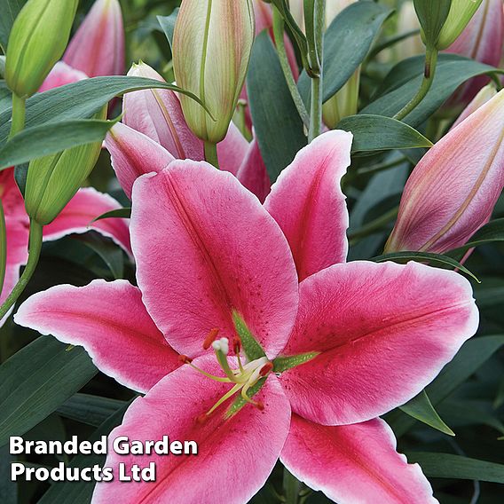 Lily 'Oriental Giant Flowering Collection'