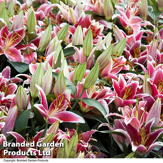 Lily 'Dazzler' (Ground Cover)