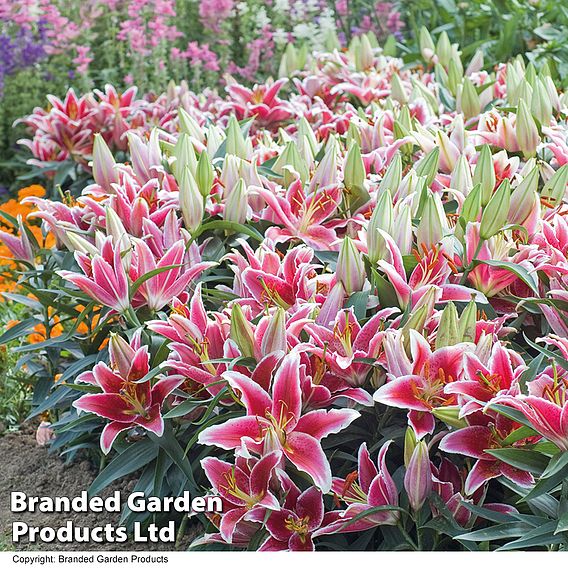 Lily 'Dazzler' (Ground Cover)