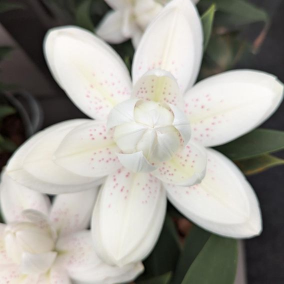 Lily 'Double Bounty'